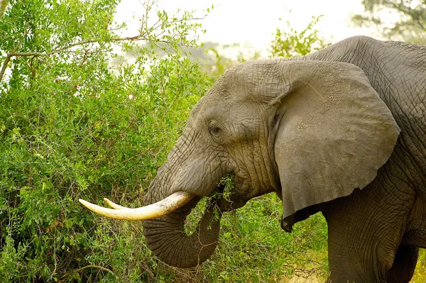 Elefant frisst — Stockfoto