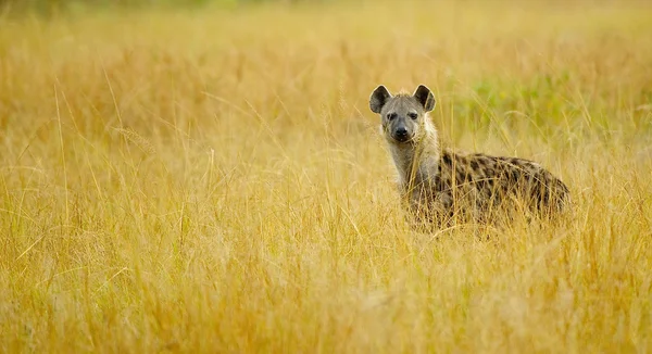 Hyena v trávě — Stock fotografie