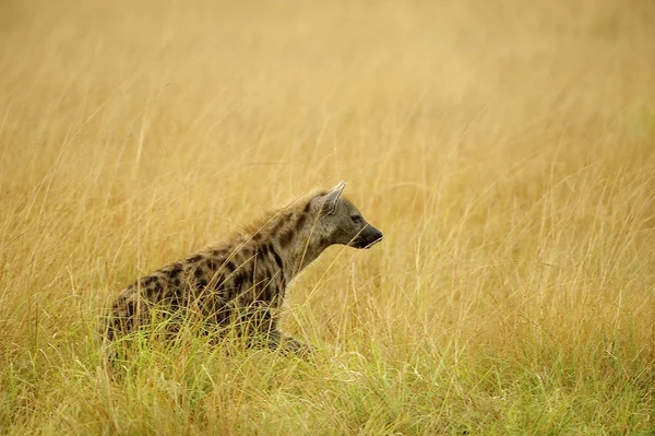 Hyäne aus Uganda — Stockfoto