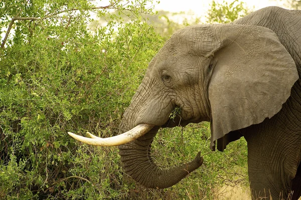 Ελέφαντας από την Αφρική — Φωτογραφία Αρχείου