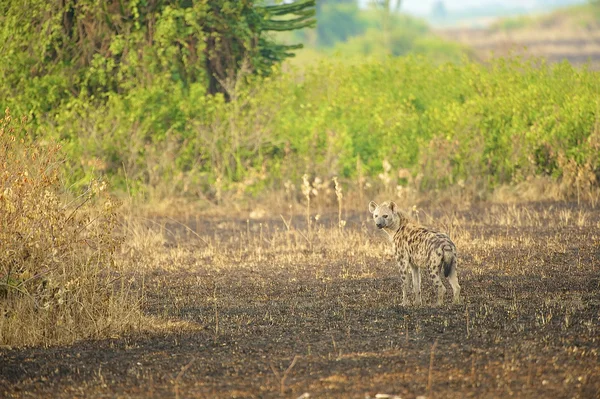 Hyäne in Afrika — Stockfoto