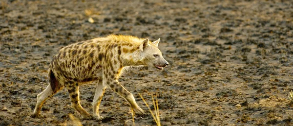 Hyena's loopt het zand — Stockfoto