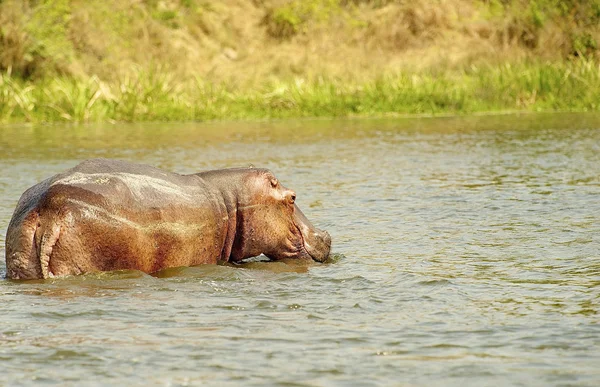 Hippopotamus swims in the water — Zdjęcie stockowe