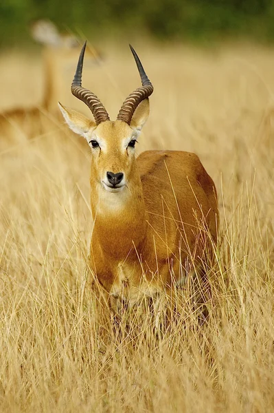 Портрет африканской антилопы — стоковое фото