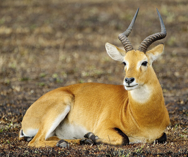 Антилопа из Африки, Уганда
