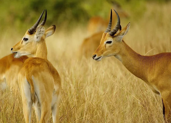 Afrikanische Antilopen zusammen — Stockfoto