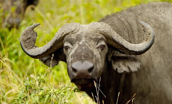 Búfalo en Uganda —  Fotos de Stock