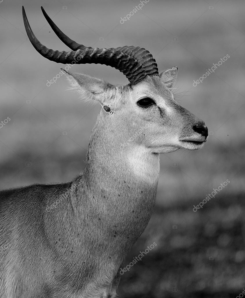 Black and white, antelope Stock Photo by ©Siempreverde 13926390