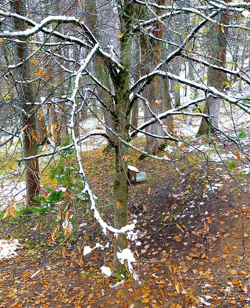 Ramo dell'albero con neve — Foto Stock