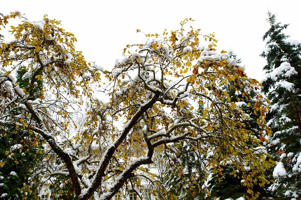 Árvore com folhas e neve — Fotografia de Stock