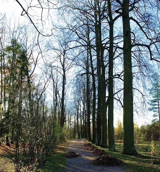 Passage i ryska skog i höst — Stockfoto