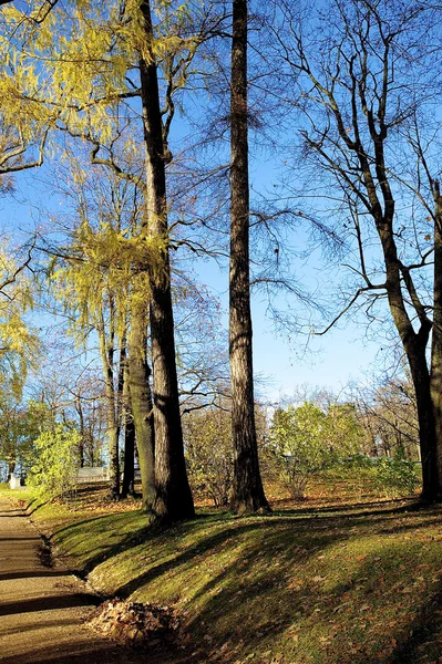 Road near the raw of the trees with yellow leaves — Stock Photo, Image