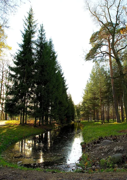 Lake and the raw of fir-trees — Stock Photo, Image