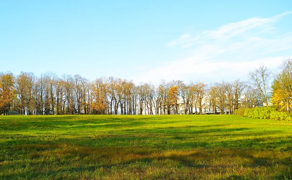 Panoramiczny widok drzewa w raw — Zdjęcie stockowe