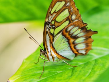 Monarch kelebek, Meksika