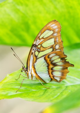 Monarch kelebek, Meksika