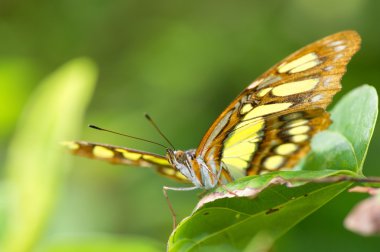 Danaus plexippus, Meksika