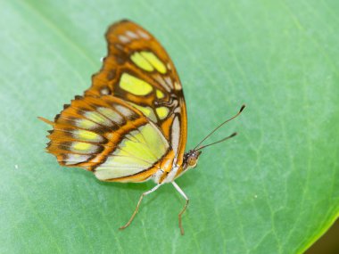 Danaus plexippus, Meksika