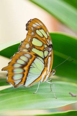 Danaus plexippus, Meksika