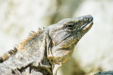 iguana kimden Meksika
