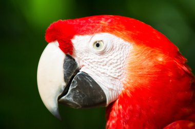 Amerika papağanı papağan kimden Meksika