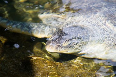 Meksikalı kaplumbağa