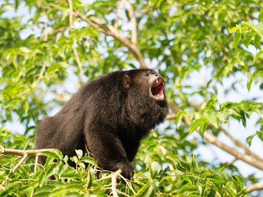 Howler monkey on the tree clipart