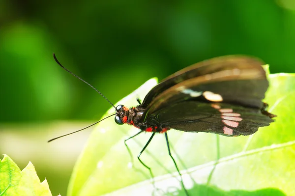 Mariposa negra y roja —  Fotos de Stock