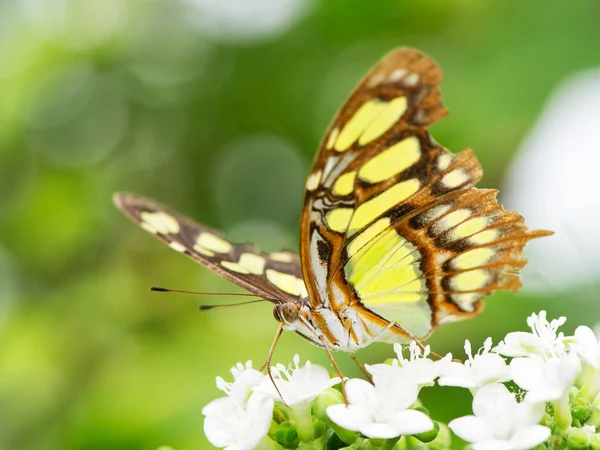 墨西哥 danaus plexippus — 图库照片