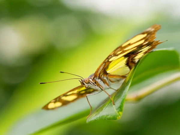 Borboleta monarca, plexipo de Danaus, México — Fotografia de Stock