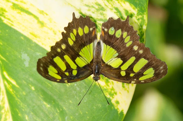 Monarch butterfly, Meksyk — Zdjęcie stockowe