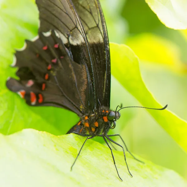 Black and red butterfly — Stock Photo, Image