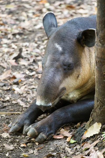 Tapir aus Mexiko — Stockfoto