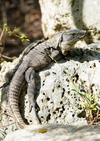Iguana kimden Meksika — Stok fotoğraf
