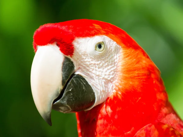 Retrato de um papagaio-arara — Fotografia de Stock