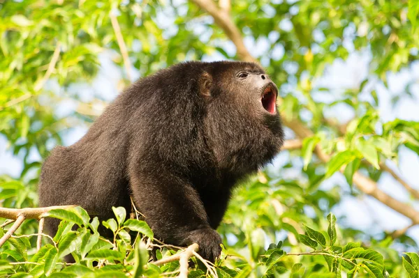 Uluyan maymun ağaç üzerinde — Stok fotoğraf