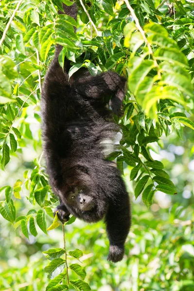 Macaco uivo na árvore — Fotografia de Stock