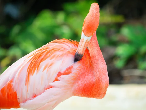 Pink flamingo — Stock Photo, Image