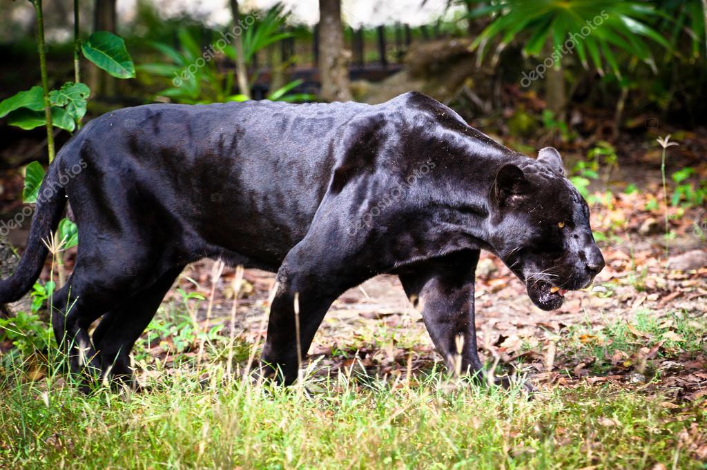 Black panther in Mexico — Stock Photo © Siempreverde 14316359