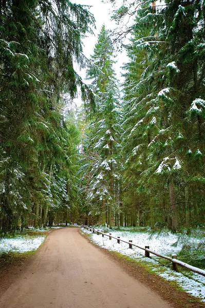 Bois de sapin dans la région russe Pushkinskie gory où russe célèbre — Photo