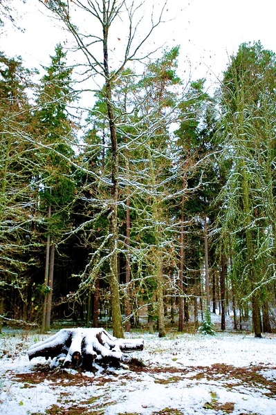 Jedlové dřevo v ruském regionu pushkinskie gory, kde ruské slavných — Stock fotografie