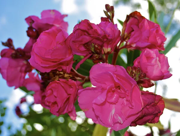 Flores rojas — Foto de Stock