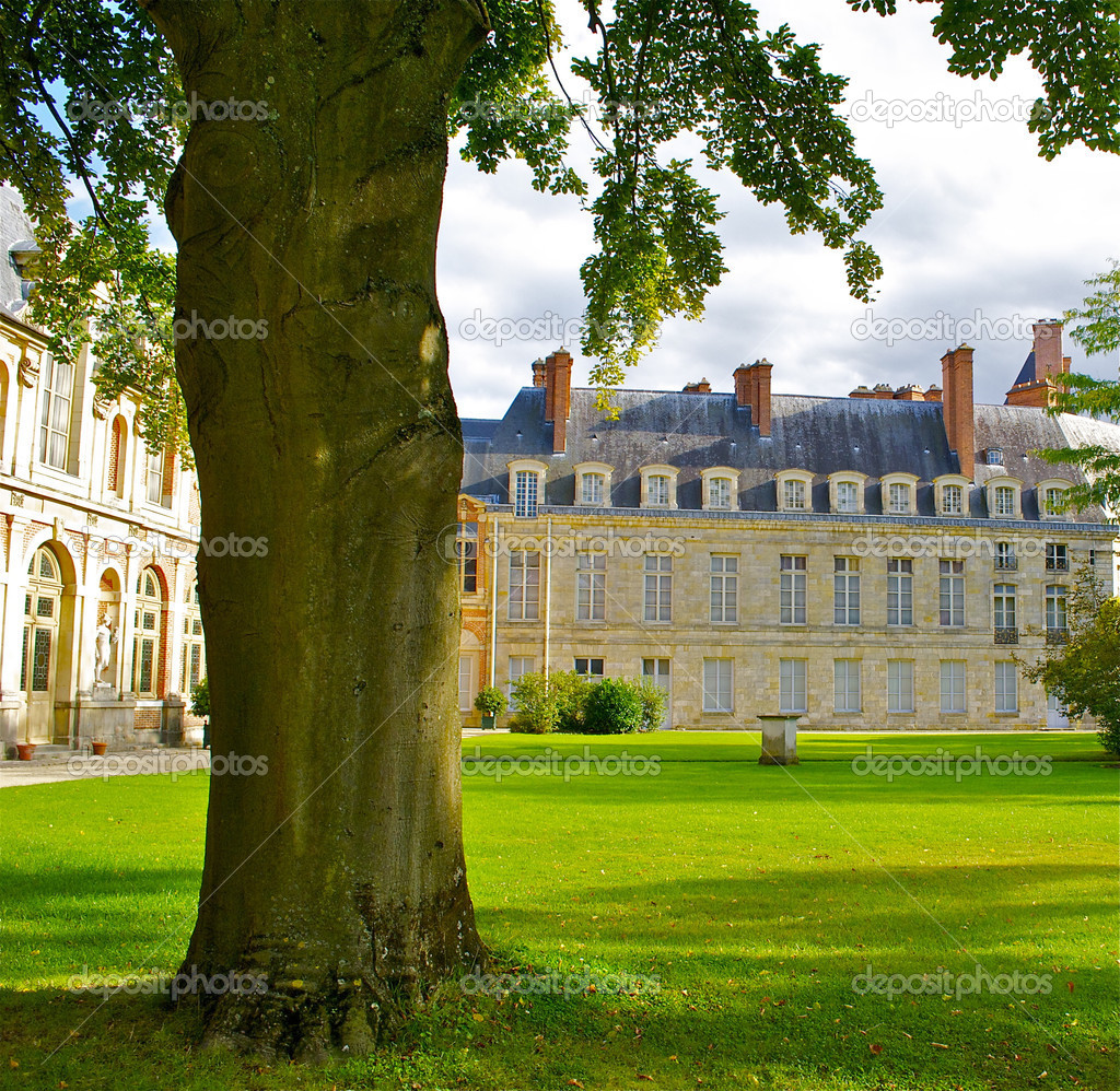 Tree in front of the Fontainebleau, French castle