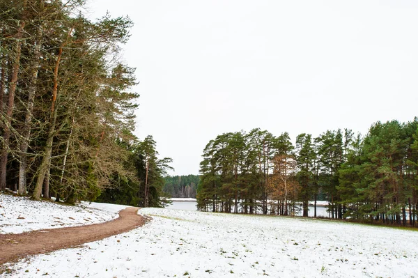 Foresta innevata in inverno — Foto Stock