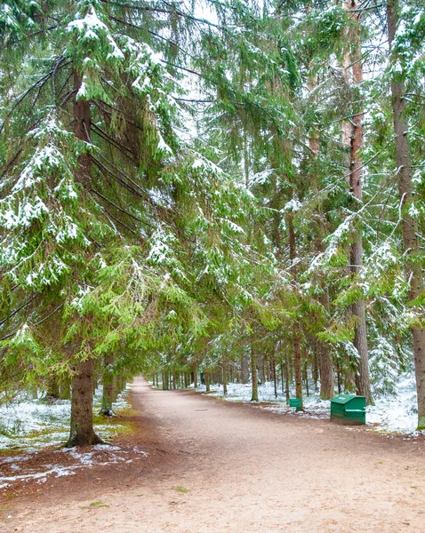 Foresta innevata in inverno — Foto Stock