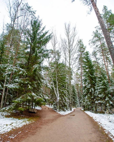 Śnieżny las w zimie — Zdjęcie stockowe