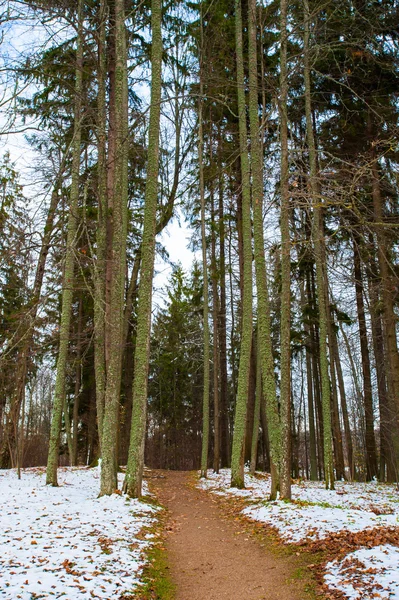 Ruský les v zimě — Stock fotografie