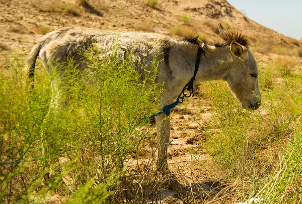 ウズベキスタン、ホラズム砂漠、アジア — ストック写真