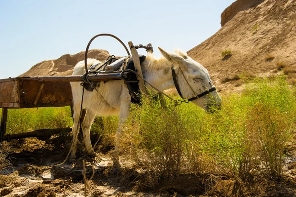 Chorasmië, Oezbekistan, woestijn, Azië — Stockfoto