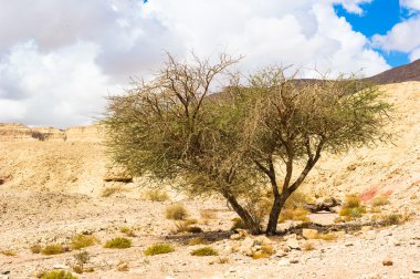 timna Valley, Israel yerden yetişen ağaç